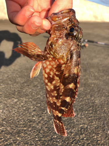 アラカブの釣果