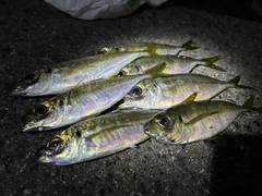 アジの釣果