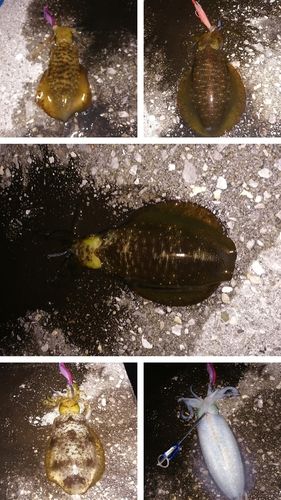 アオリイカの釣果