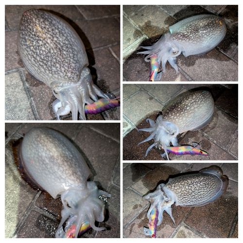 シリヤケイカの釣果