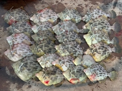 カワハギの釣果