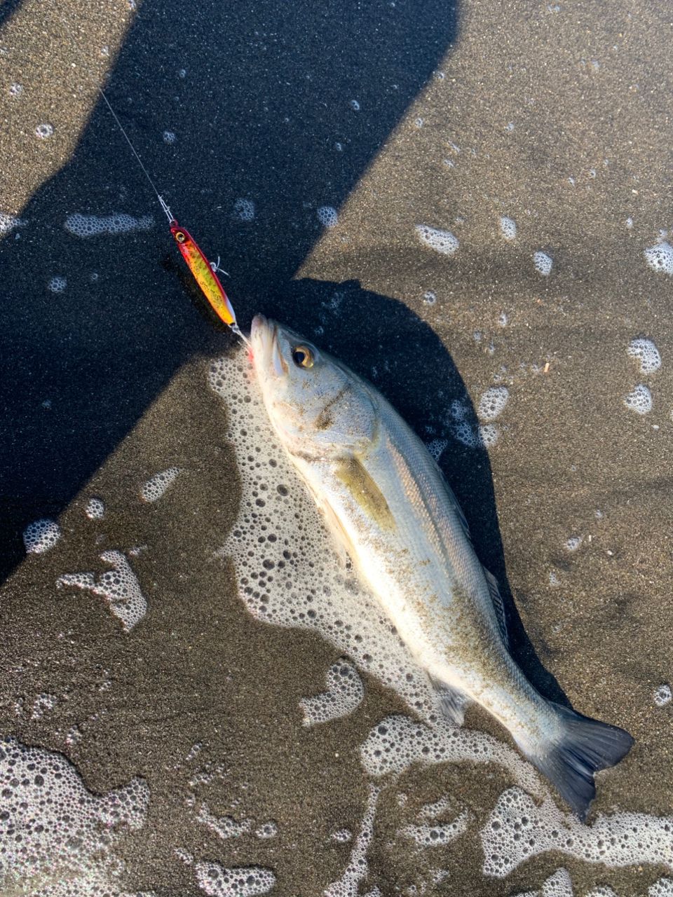 SHIMANO 23ディアルーナ S106Mの最安値・インプレ・釣果 | 本音の