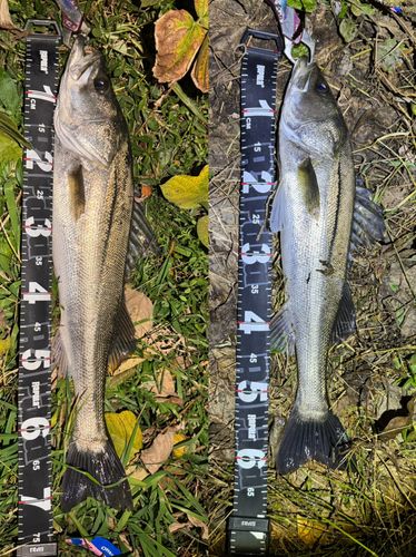 シーバスの釣果