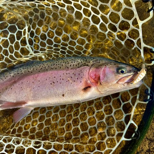 ニジマスの釣果