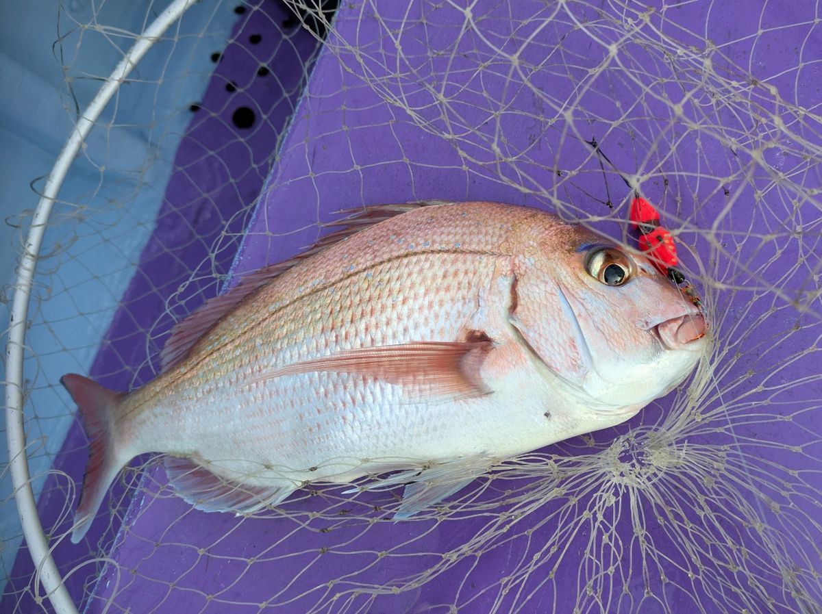 釣りバカじいさんさんの釣果 1枚目の画像
