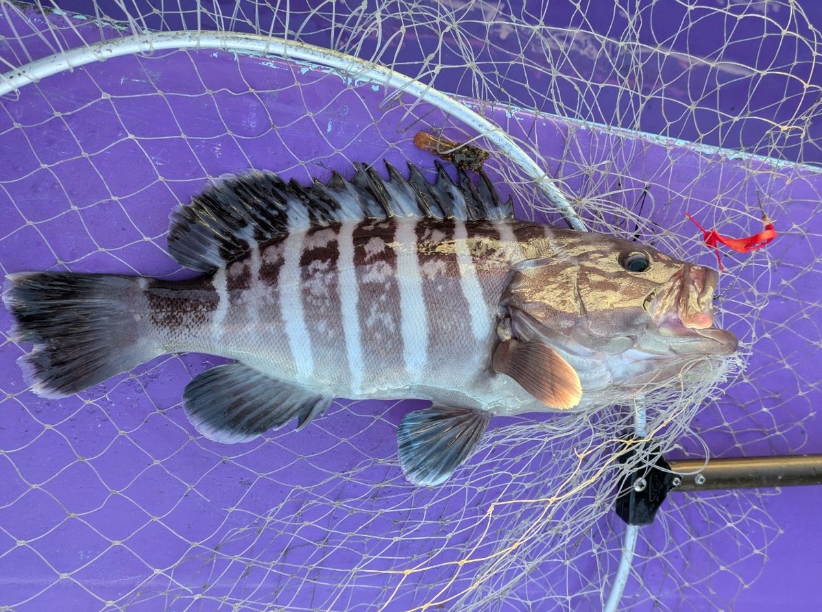 釣りバカじいさんさんの釣果 2枚目の画像