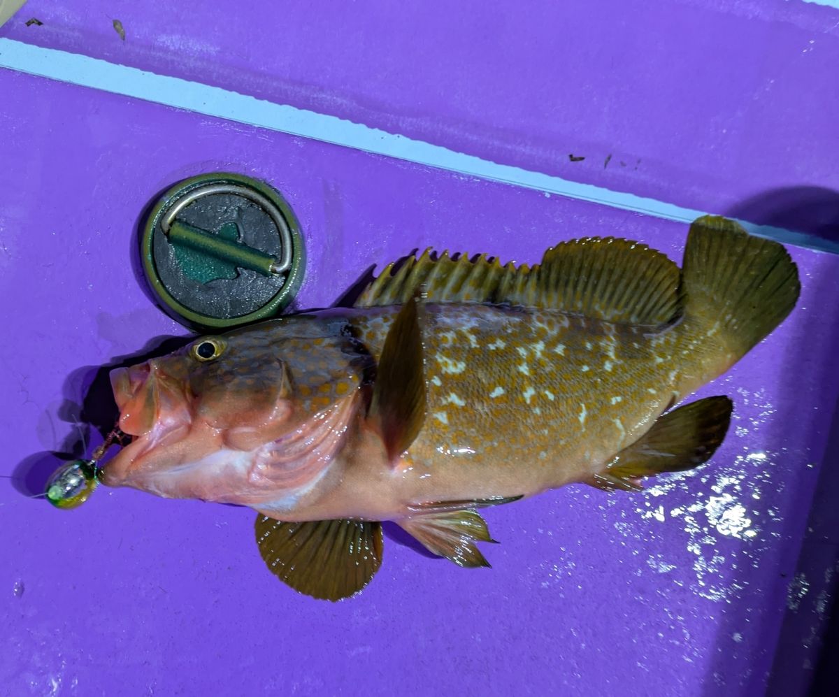 釣りバカじいさんさんの釣果 3枚目の画像