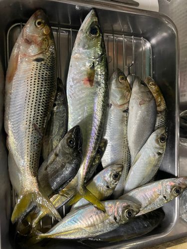 大黒海づり施設