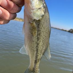 ラージマウスバス