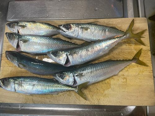 サバの釣果