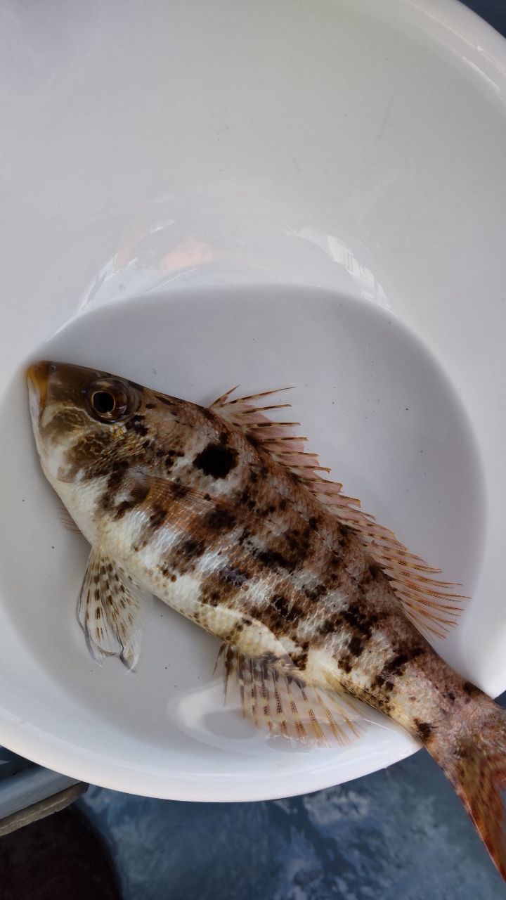 Kabuo1965さんの釣果 2枚目の画像