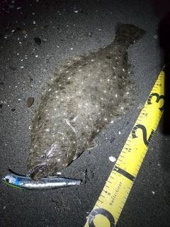 ヒラメの釣果
