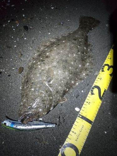 ヒラメの釣果