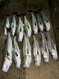 シーバスの釣果