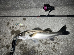 セイゴ（ヒラスズキ）の釣果