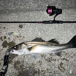 セイゴ（ヒラスズキ）