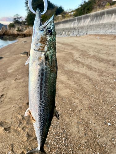 サゴシの釣果