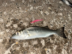 セイゴ（マルスズキ）の釣果