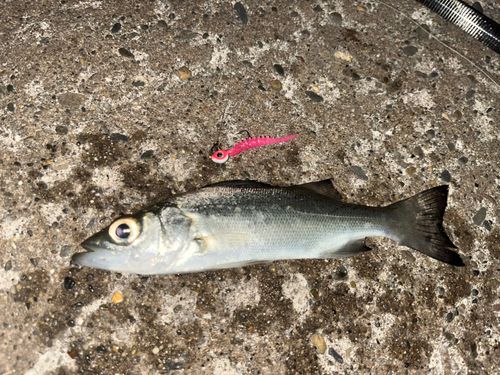 セイゴ（マルスズキ）の釣果