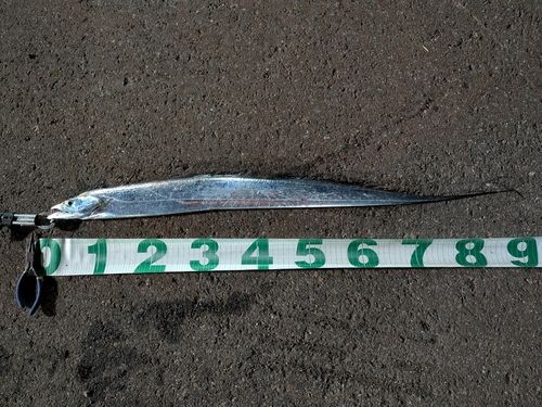 タチウオの釣果