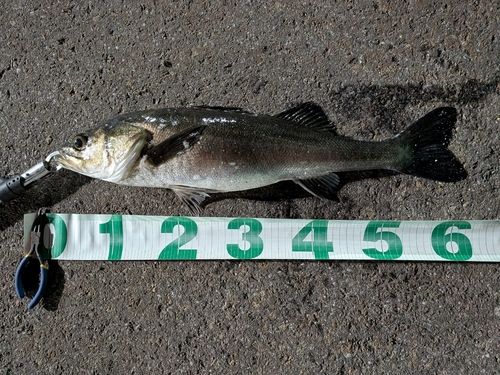 東京湾（アクアライン〜富津）