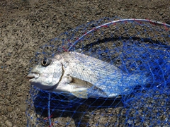 ヘダイの釣果