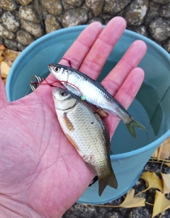フナの釣果