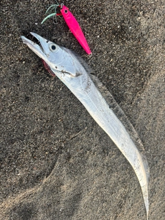 タチウオの釣果