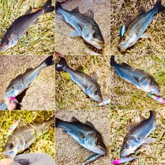 セイゴ（マルスズキ）の釣果