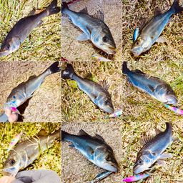 セイゴ（マルスズキ）