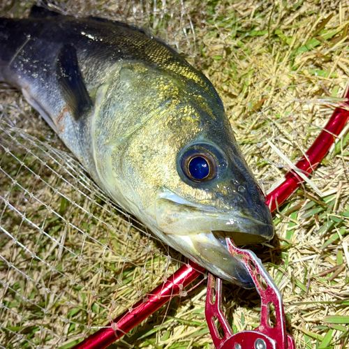 フッコ（マルスズキ）の釣果