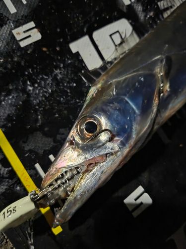 タチウオの釣果