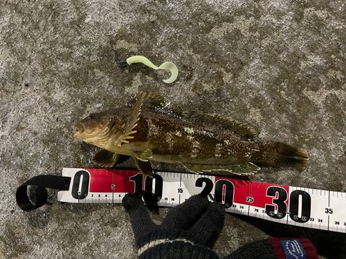 アブラコの釣果