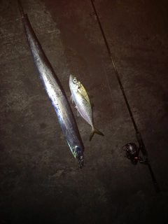 タチウオの釣果