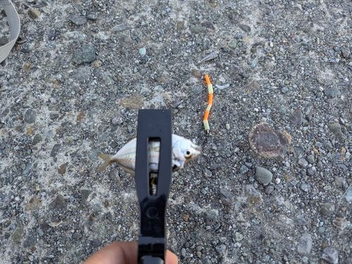 ヒイラギの釣果