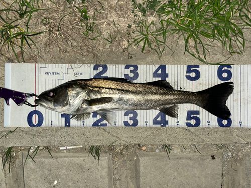 シーバスの釣果