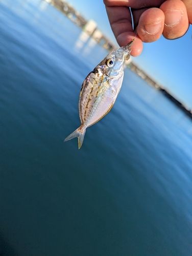ヒイラギの釣果