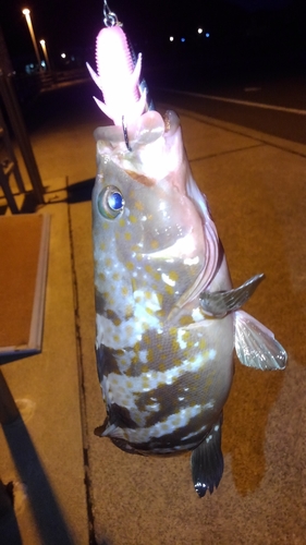 アコウの釣果