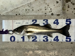 シーバスの釣果