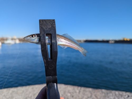 シロギスの釣果