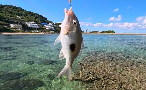 マトフエフキの釣果