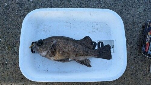 メバルの釣果