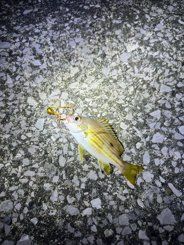 クロホシフエダイの釣果