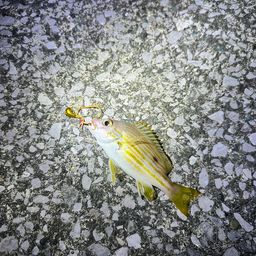 クロホシフエダイ