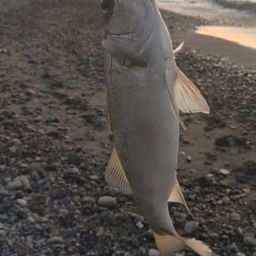 フッコ（ヒラスズキ）