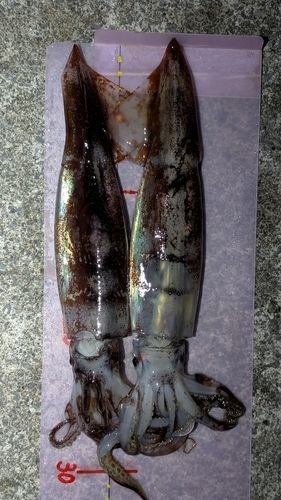 スルメイカの釣果