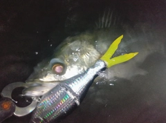 シーバスの釣果