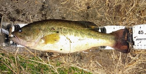 ブラックバスの釣果