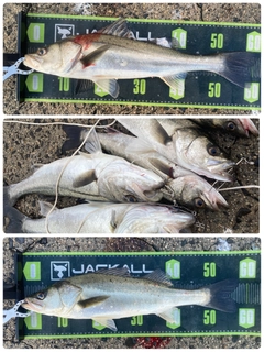 シーバスの釣果