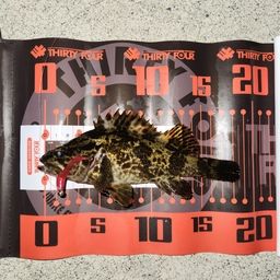 タケノコメバル